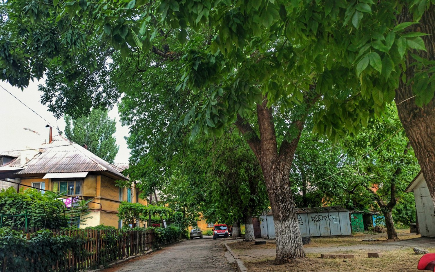 Ash trees of the left bank