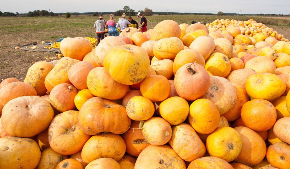 Pumpkin harvest in Dziedzice, Poland.