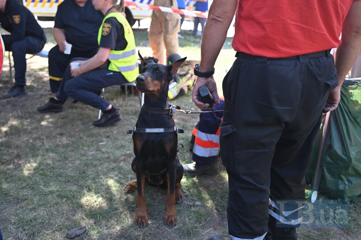 Search dog at the site of the strike on a five-story building in the Darnytskyy district of Kyiv.