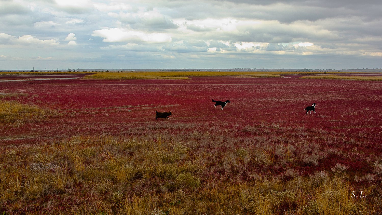 Red fields of glasswort