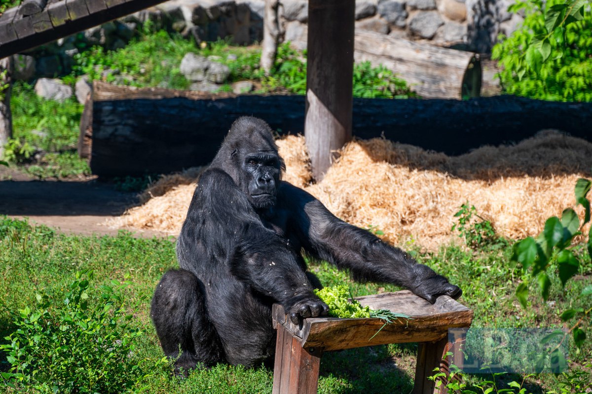Tony the gorilla