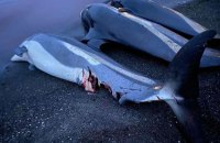 A large number of dolphins died in the Black Sea due to the actions of the russian army