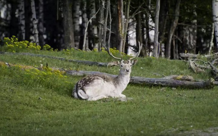 Ukrainian film Divia to screen at UN during world’s main climate conference