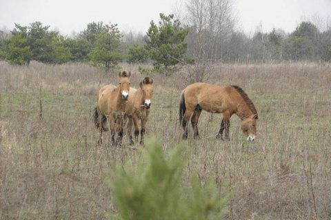Researchers take stock of Przewalski's horses in Chornobyl zone