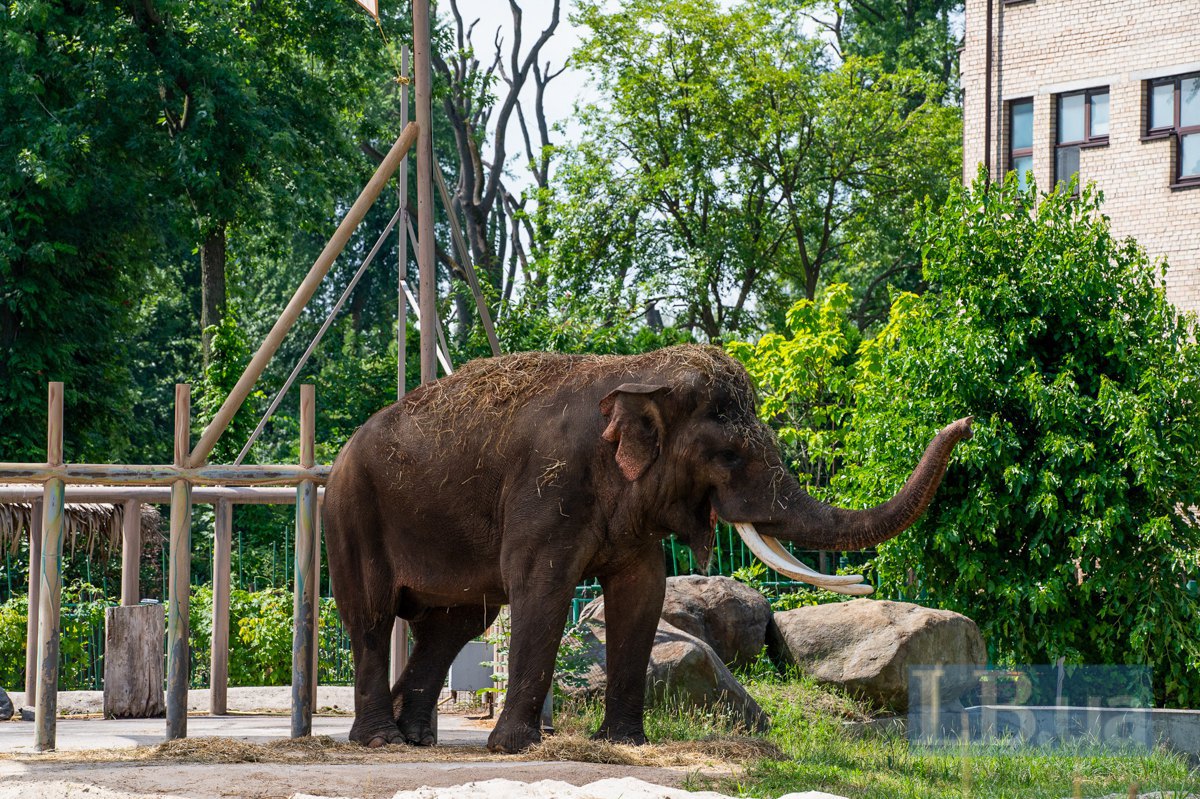 Horace the elephant 
