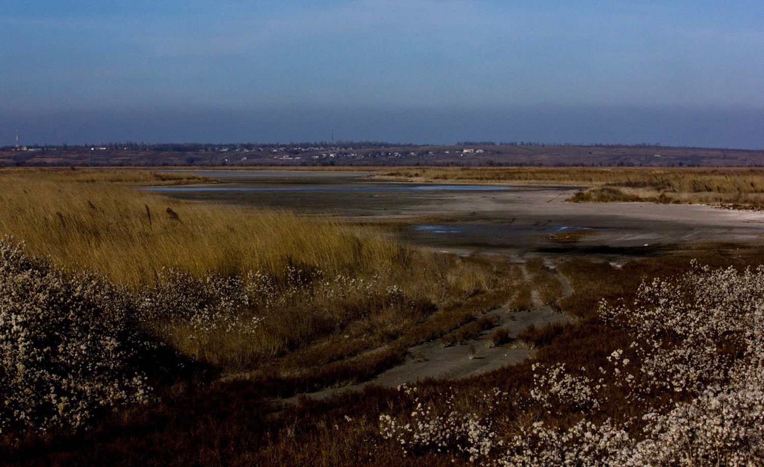 Glasswort’s fields