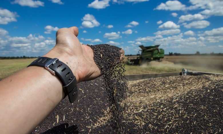 Rapeseed harvest