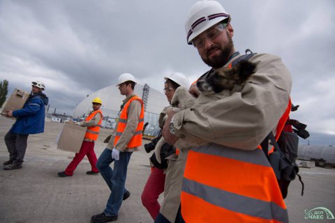 Around 200 Chornobyl stray puppies to be taken to USA