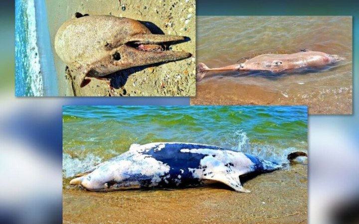 Nearly 100,000 dolphins killed in the Black and Azov seas since Russia’s full-scale invasion