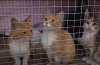 National Guard Rescues Six Cats From Occupied Oleshky