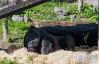 Life under fire: how Kyiv Zoo and its animals are enduring wartime reality