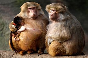 Бабуинов научили различать отдельные слова