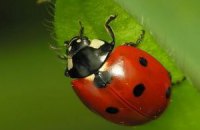 Красные божьи коровки оказались опаснее светлых