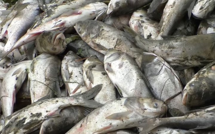 На Закарпатті зафіксовано масовий мор риби