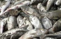 На Закарпатті зафіксовано масовий мор риби