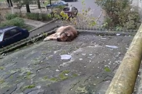 В Луцке мужчина выбросил собаку с 9-го этажа