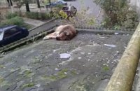 В Луцке мужчина выбросил собаку с 9-го этажа