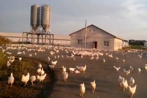 Тысячи кур разбежались после обстрела птицефабрики в Луганской области