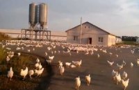 Тысячи кур разбежались после обстрела птицефабрики в Луганской области