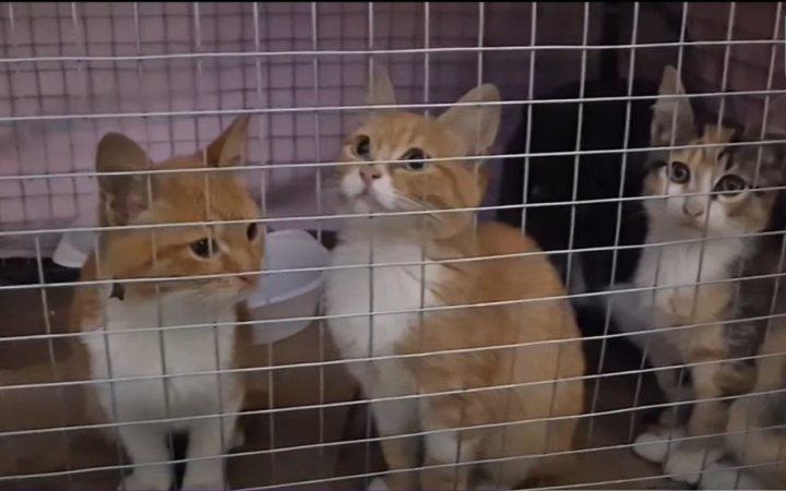 Нацгвардійці евакуювали шістьох котів з окупованих Олешок