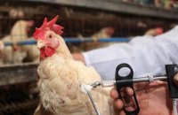 У Росії повідомили про перші в світі випадки зараження пташиним грипом H5N8