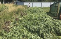 В Николаевской области нашли плантацию конопли стоимостью 12 млн гривен