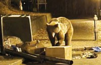 У Румунії на туристів з України напала ведмедиця