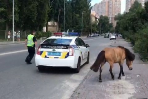 В Киеве патрульные поймали сбежавшего пони (обновлено)