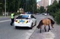 У Києві патрульні спіймали поні, який втік (оновлено)