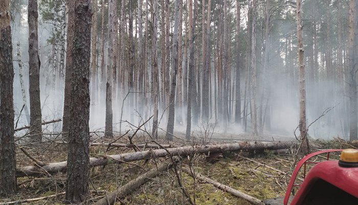 У Чорнобильській зоні зафіксували п'ять пожеж, їх вдалося загасити