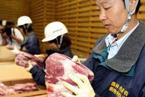 Японское правительство выкупит у фермеров всю радиоактивную говядину