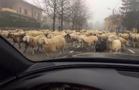 Овцы не пускали капитана "Милана" на базу