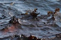 Во Львовской области в реку вылилось дизтопливо