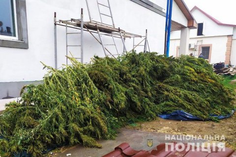 В Херсоне мужчина с тестем вырастили 60 кг элитного каннабиса на продажу