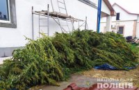 В Херсоне мужчина с тестем вырастили 60 кг элитного каннабиса на продажу