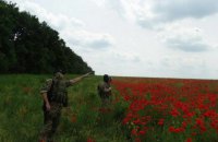 В Харьковской области нашли плантацию мака площадью 120 га