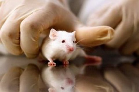 Минздрав запретит испытание косметики на животных