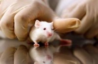 Минздрав запретит испытание косметики на животных