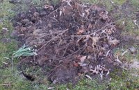 В Берлине вырвали с корнями Тарасову иву