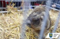 ​Цього року львівські бабаки не прогнозуватимуть весну на Стрітення, бо вони ще сплять