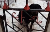 У Харківській області ротвейлер вирвався з вольєра і загриз 4-річну дитину