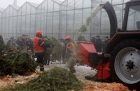 В Киеве откроют 10 пунктов сбора новогодних елок