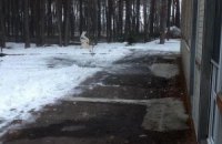 Под окнами дома мэра Черкасс произошел взрыв