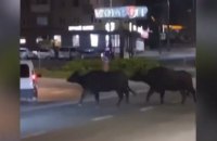 У Тернополі із зоопарку втекли два буйволи та поні і гуляли нічним містом 