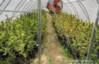 У Київській області чоловік виростив у теплиці 440 кущів канабісу на 5 млн гривень