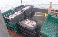 В Южном Буге и Днестровском водохранилище запретили промышленный лов рыбы