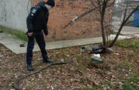В Сумской области женщина нашла на улице трехметрового питона