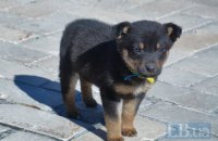 Львовян обязали регистрировать домашних собак