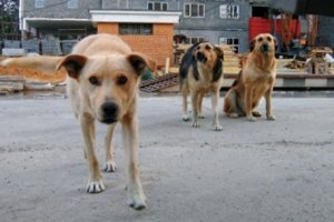 В Киеве протестуют против массовых убийств бездомных животных