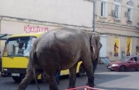 На улицы Одессы вывели слона